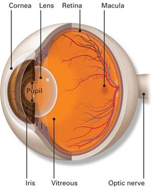 Vitreous-Retina Services - Sunayana Eye Hospital Vitreous-Retina Services - Sunayana Eye Hospital