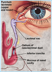 Lacrimal-passage Lacrimal-passage